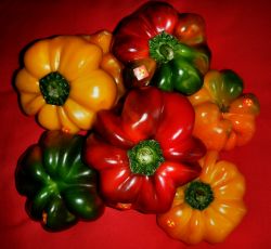 Radioactivi31ty Papaccelle.Short and polputi peppers.