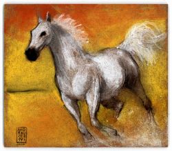 Cavallo arabo