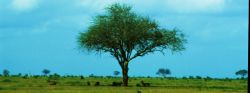 albero nella savana