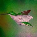 il volo del colibrì