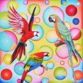 Pillonis coloraus (uccelli colorati)