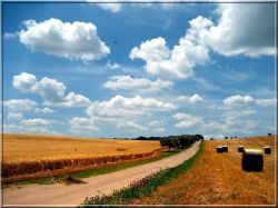 campi di grano