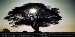 african savana tree