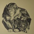 Amore fra scimpanzè