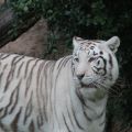La tigre bianca