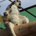 Lemure in meditazione