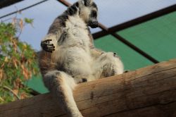 Lemure in meditazione