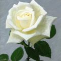 Una rosa bianca per te... '10