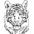 tigre illustrator