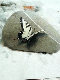 farfalla 1