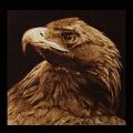 The Tawny Eagle