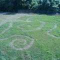 circles in the grass