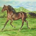 Cavallo "Gharib"- young arabian stallion