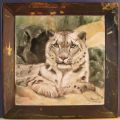 Leopardo delle nevi - Save the Snow Leopard & Himalayas!