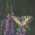 Scissione - La farfalla in volo