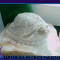 Tartaruga in onice Pakistano