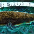 Fishes never close eyes