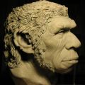 Neanderthal in progress