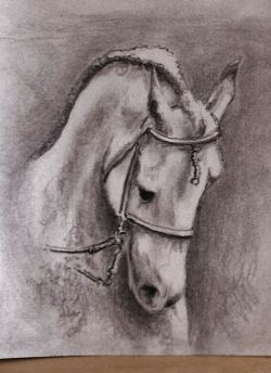 Cavallo andaluso - Malaga