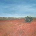 Deserto con cactus