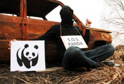 "Ogni giorno, in Italia, scompare una Panda"