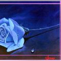 la rosa blu
