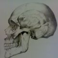 visione laterale di un cranio
