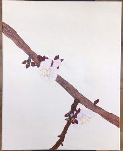 Fiore di albicocco