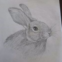 Il coniglio