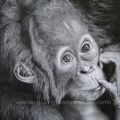 Baby orango