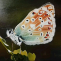 Farfalla n.3
