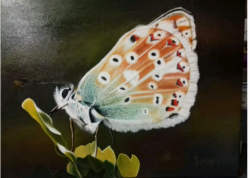 Farfalla n.3