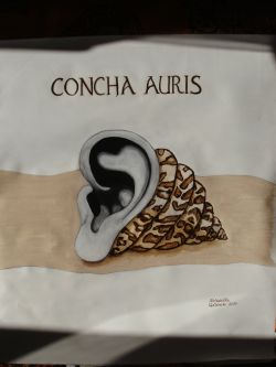 Concha Auris