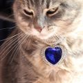 foto gattina con gioiello
