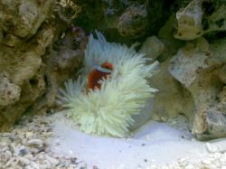anemone con pesce