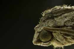 Alien Moth