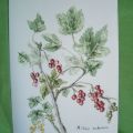 RIBES-tavola botanica