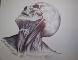 cranio e muscoli