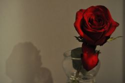 La rosa (1)