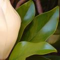 magnolia chiusa