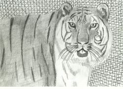 tigre 