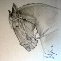 Studio di testa di cavallo