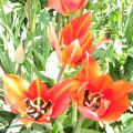 primavera .....tulipani botanici