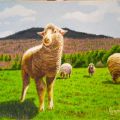 LG 0218 - Le pecorelle