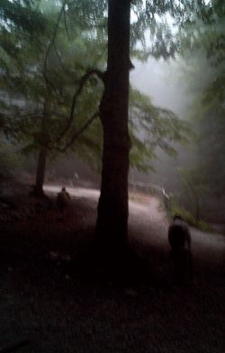 alberi nella nebbia 