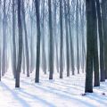 Sognare in un bosco invernale