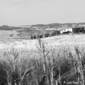 Paesaggi Toscani campo di grano