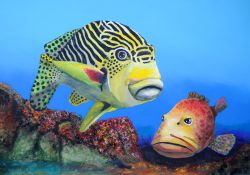 La cernia ed il pesce tropicale