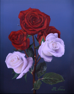 Rose rosse e bianche