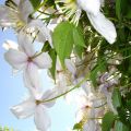 Blossoms-Boccioli e petali I